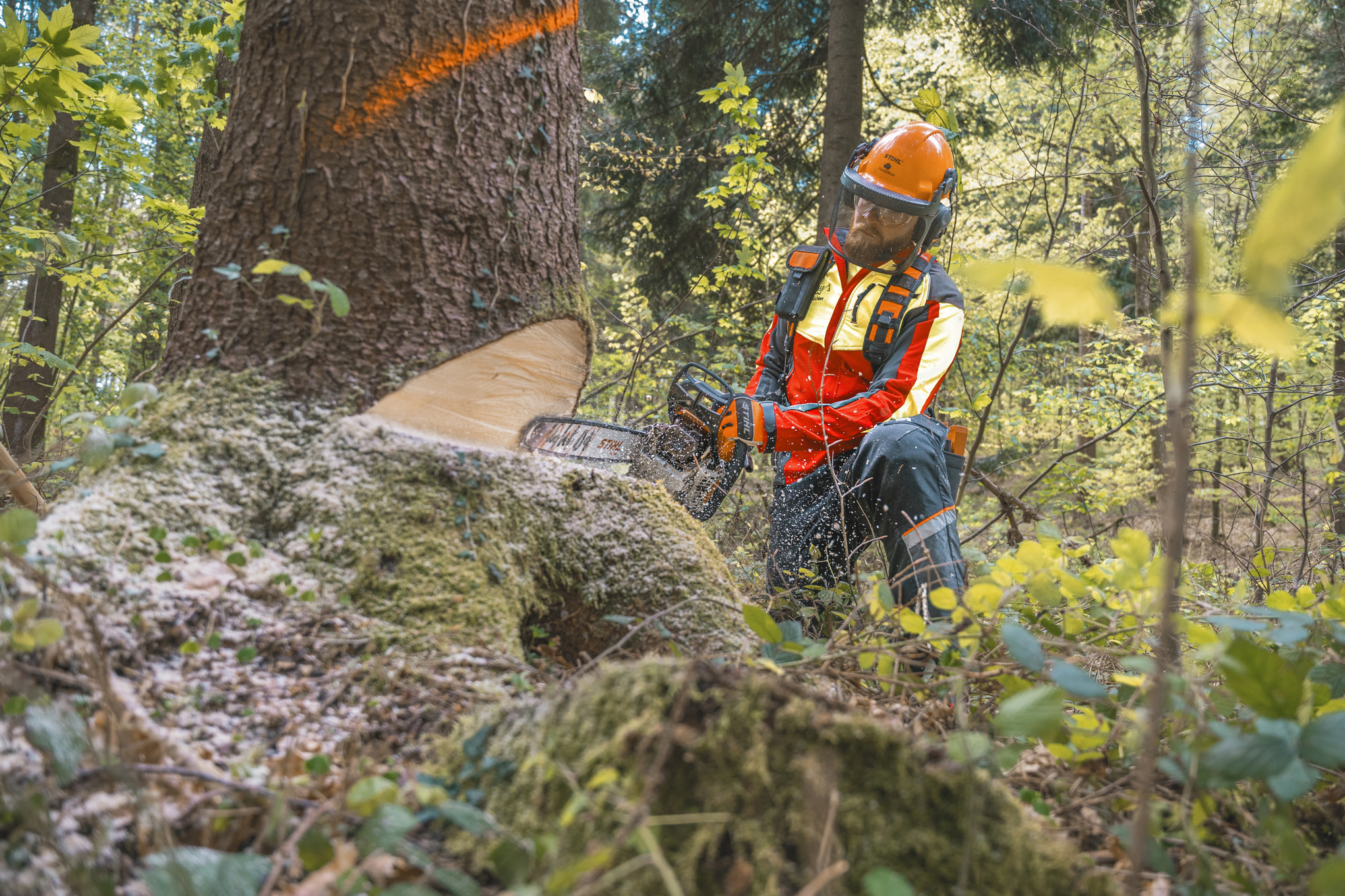 Markus Küchler felling a tree with the STIHL MS 400 C-M petrol chainsaw