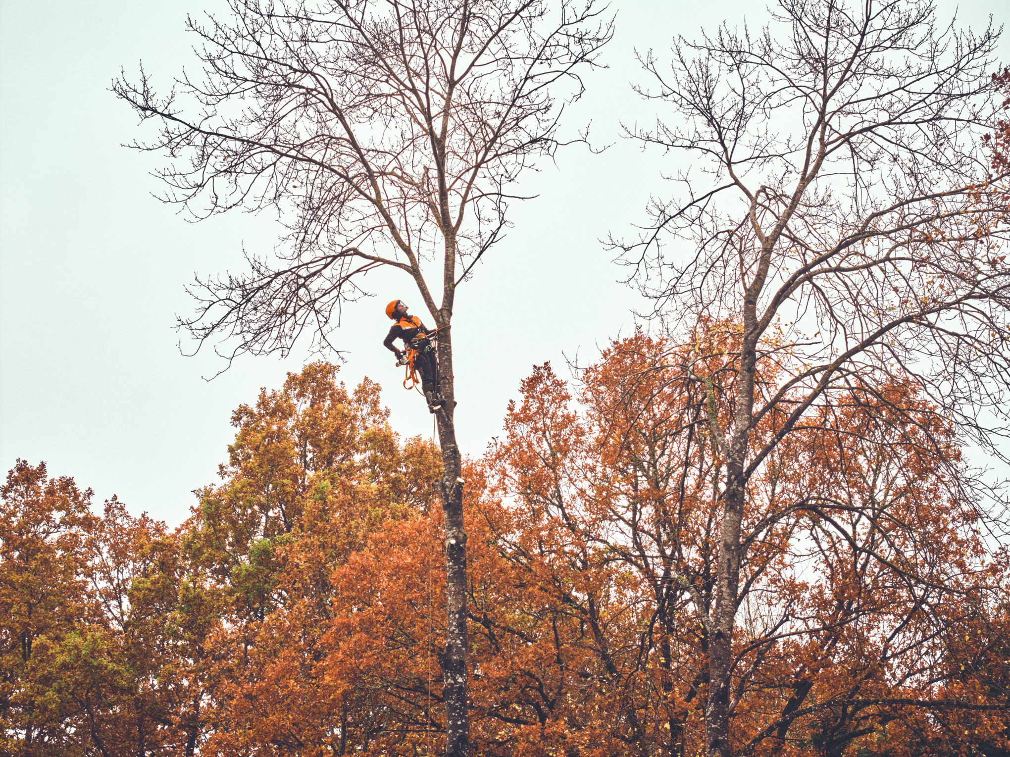 Arborist Viktoria Carstens working high up in a tree
