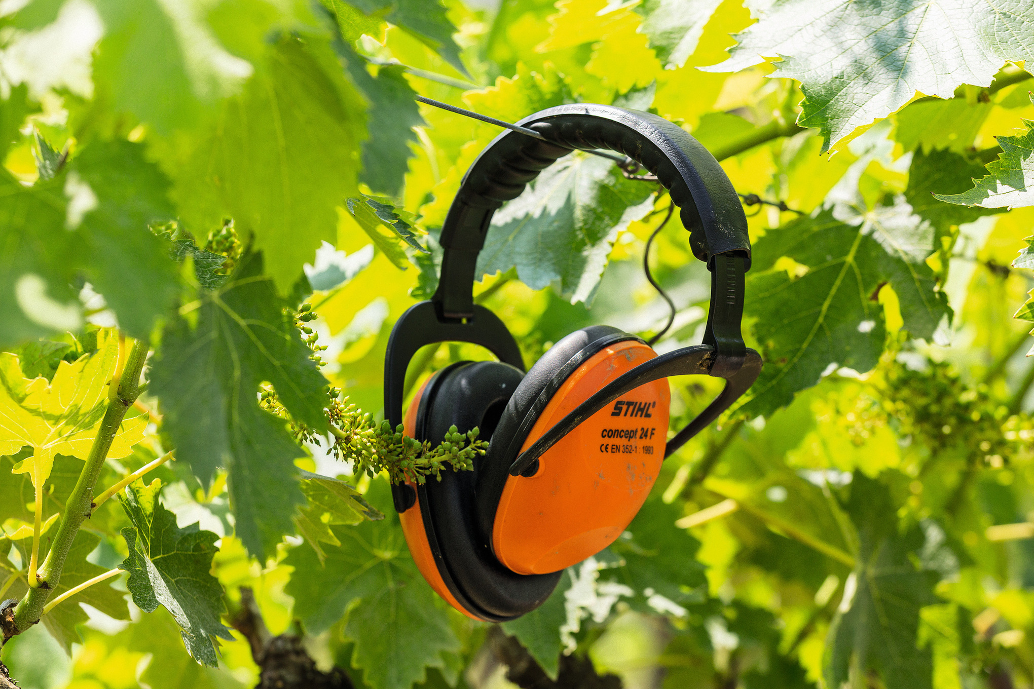 Concept 24 F ear protectors