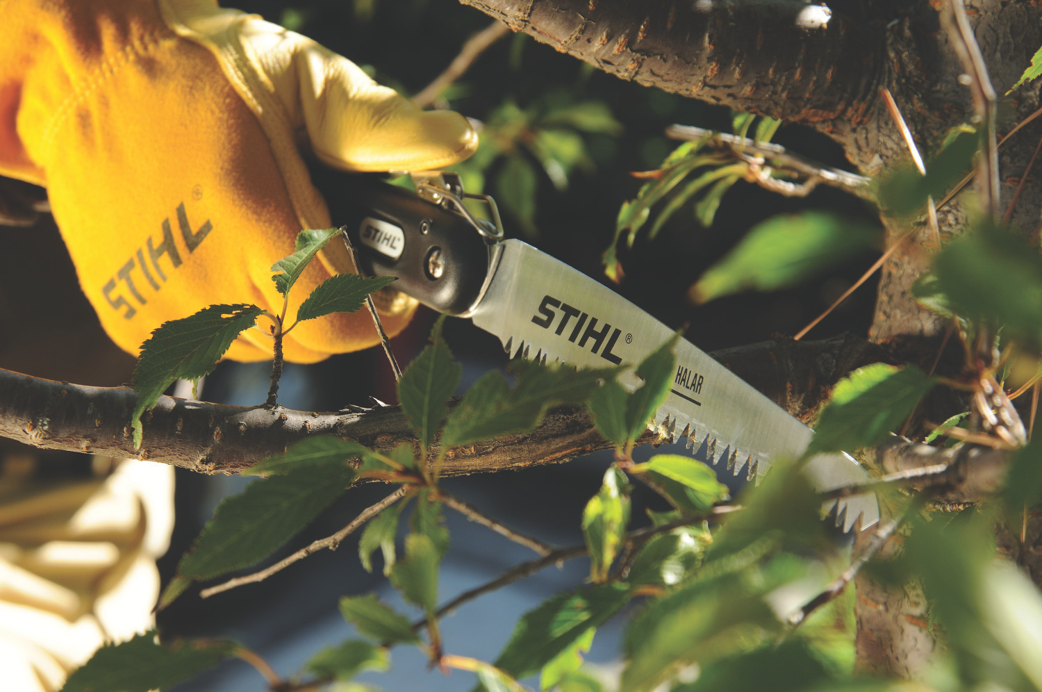Pruning saw with curved saw blade