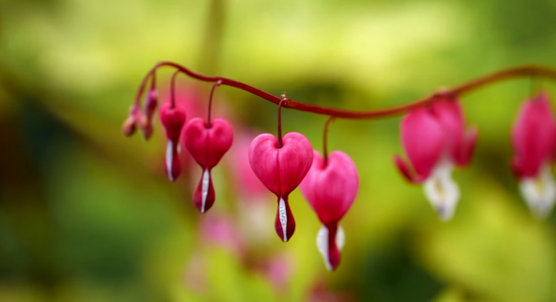 Pink flowers in a garden in spring