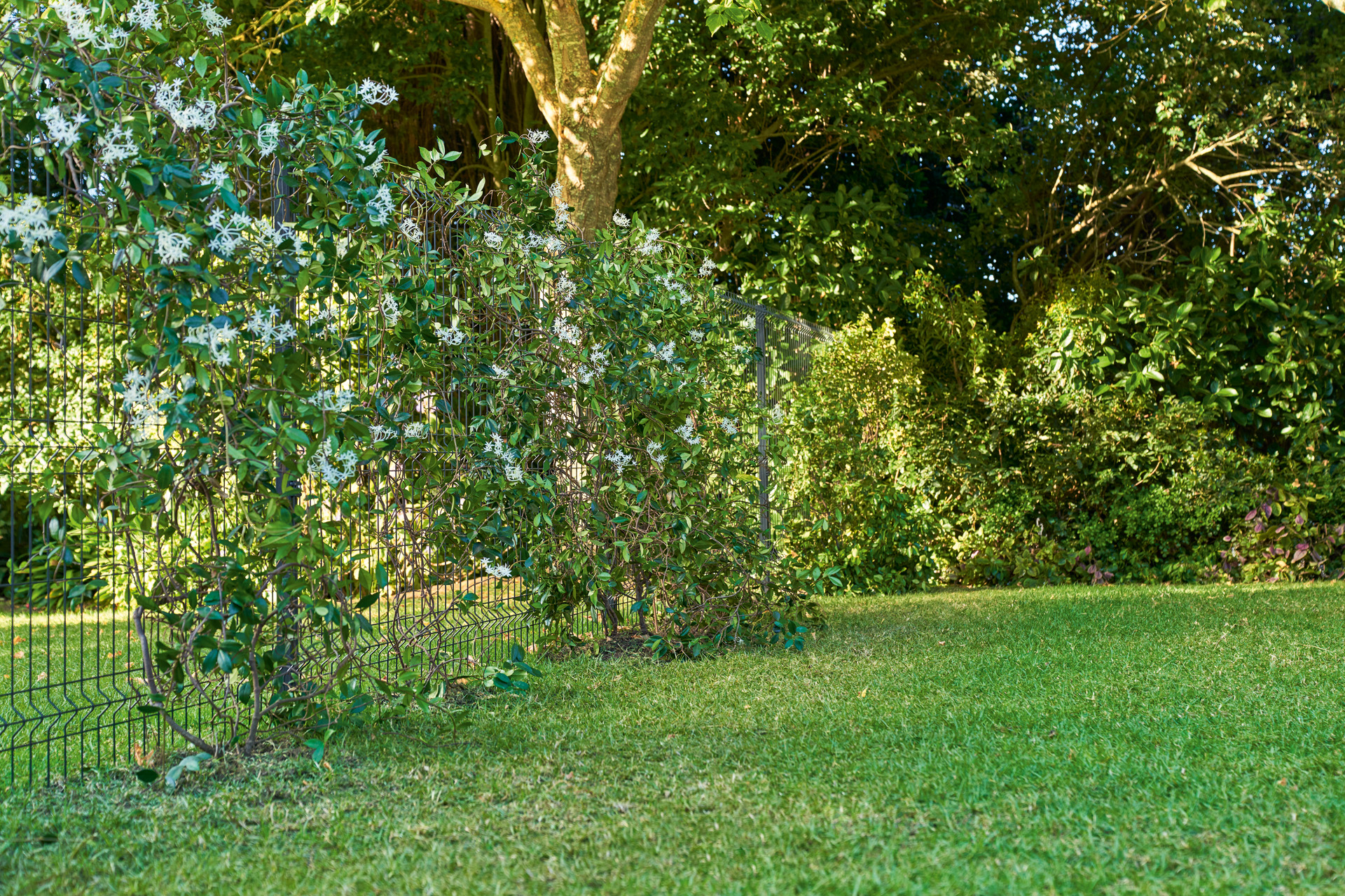 Garden plot with a privacy screen that has been greened with screening plants 
